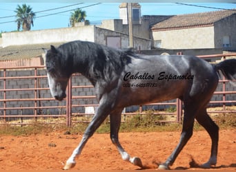 PRE Mestizo, Semental, 3 años, 156 cm, Tordillo negro