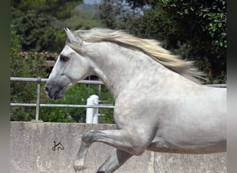 PRE, Semental, 3 años, 156 cm, Tordo