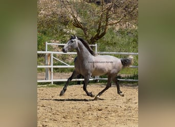 PRE Mestizo, Semental, 3 años, 156 cm, Tordo