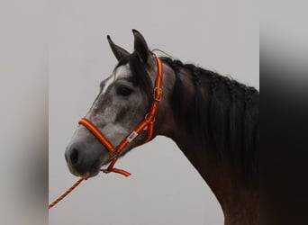 PRE Mestizo, Semental, 3 años, 156 cm, Tordo