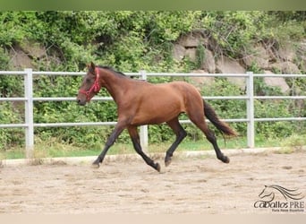 PRE, Semental, 3 años, 157 cm, Castaño