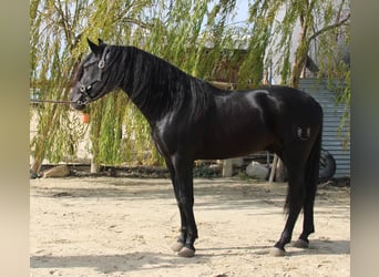 PRE, Semental, 3 años, 157 cm, Negro
