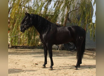 PRE, Semental, 3 años, 157 cm, Negro