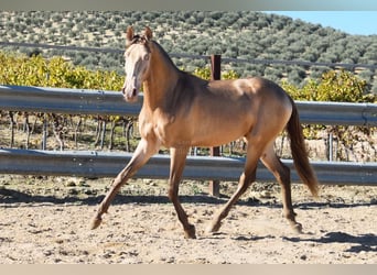 PRE, Semental, 3 años, 157 cm, Perla
