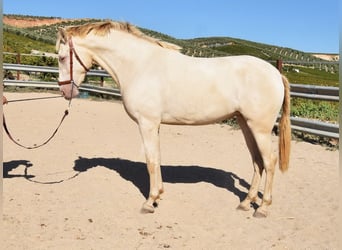 PRE Mestizo, Semental, 3 años, 157 cm, Perla