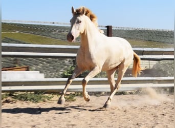 PRE Mestizo, Semental, 3 años, 157 cm, Perla