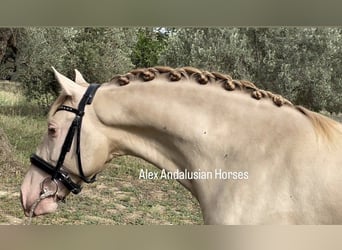 PRE Mestizo, Semental, 3 años, 157 cm, Perlino