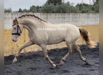 PRE Mestizo, Semental, 3 años, 157 cm, Perlino
