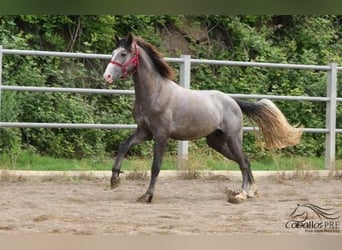 PRE, Semental, 3 años, 157 cm, Tordo