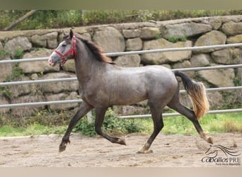 PRE, Semental, 3 años, 157 cm, Tordo