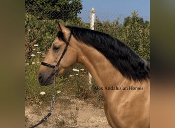 PRE Mestizo, Semental, 3 años, 158 cm, Buckskin/Bayo