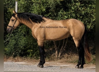 PRE Mestizo, Semental, 3 años, 158 cm, Buckskin/Bayo