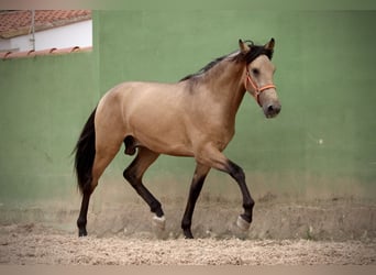 PRE, Semental, 3 años, 158 cm, Buckskin/Bayo