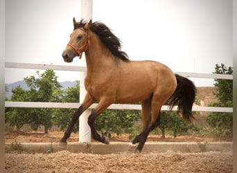 PRE, Semental, 3 años, 158 cm, Buckskin/Bayo