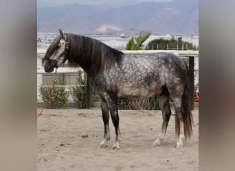 PRE Mestizo, Semental, 3 años, 158 cm