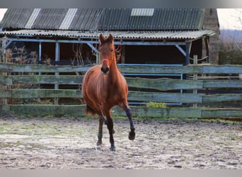 PRE Mestizo, Semental, 3 años, 158 cm, Castaño