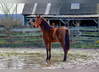 PRE Mestizo, Semental, 3 años, 158 cm, Castaño