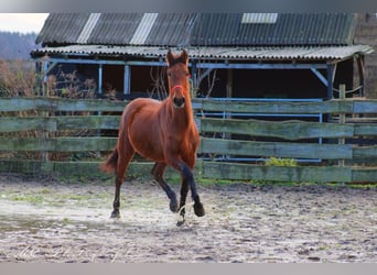 PRE Mestizo, Semental, 3 años, 158 cm, Castaño