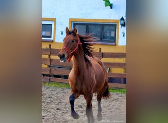 PRE Mestizo, Semental, 3 años, 158 cm, Castaño