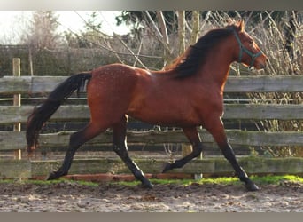 PRE Mestizo, Semental, 3 años, 158 cm, Castaño claro