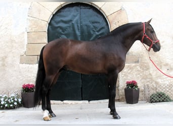 PRE Mestizo, Semental, 3 años, 158 cm, Castaño oscuro