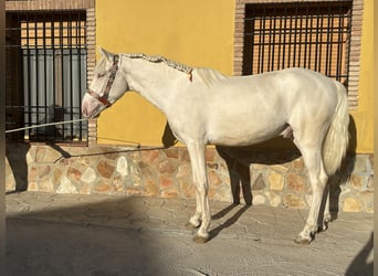 PRE Mestizo, Semental, 3 años, 158 cm, Cremello