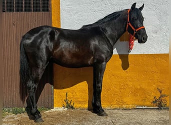 PRE Mestizo, Semental, 3 años, 158 cm, Negro