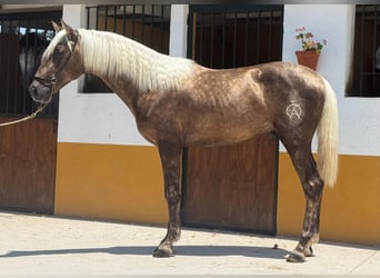 PRE Mestizo, Semental, 3 años, 158 cm, Palomino