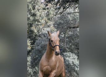PRE, Semental, 3 años, 158 cm, Palomino