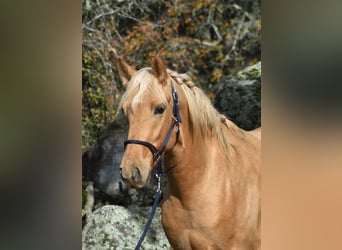 PRE, Semental, 3 años, 158 cm, Palomino