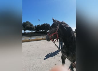 PRE Mestizo, Semental, 3 años, 158 cm, Tordo