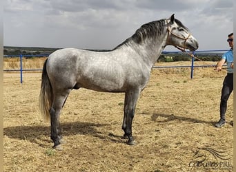 PRE, Semental, 3 años, 158 cm, Tordo