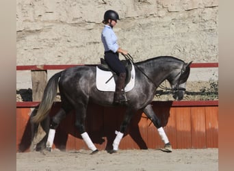 PRE, Semental, 3 años, 158 cm, Tordo