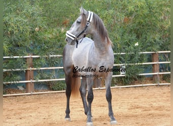 PRE, Semental, 3 años, 158 cm, Tordo rodado