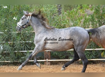 PRE, Semental, 3 años, 158 cm, Tordo rodado