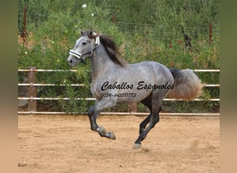 PRE, Semental, 3 años, 158 cm, Tordo rodado