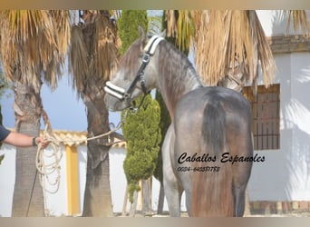 PRE, Semental, 3 años, 158 cm, Tordo rodado