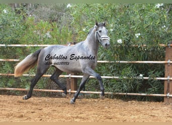 PRE, Semental, 3 años, 158 cm, Tordo rodado