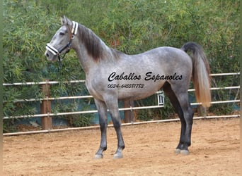 PRE, Semental, 3 años, 158 cm, Tordo rodado