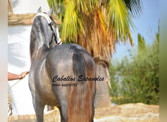 PRE, Semental, 3 años, 158 cm, Tordo rodado