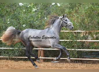 PRE, Semental, 3 años, 158 cm, Tordo rodado