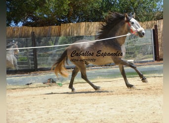 PRE, Semental, 3 años, 158 cm, Tordo rodado