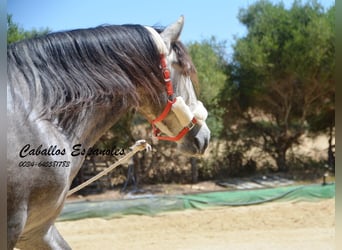 PRE, Semental, 3 años, 158 cm, Tordo rodado