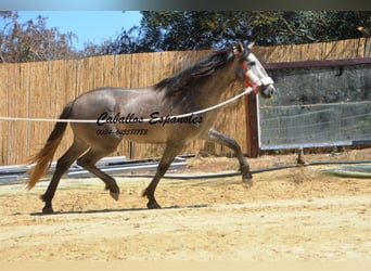 PRE, Semental, 3 años, 158 cm, Tordo rodado
