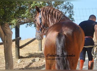 PRE, Semental, 3 años, 159 cm, Alazán