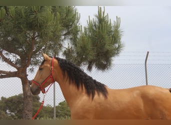 PRE Mestizo, Semental, 3 años, 159 cm, Bayo