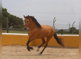 PRE Mestizo, Semental, 3 años, 159 cm, Bayo
