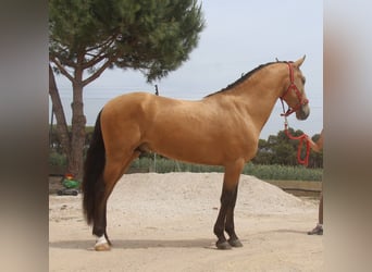 PRE Mestizo, Semental, 3 años, 159 cm, Bayo