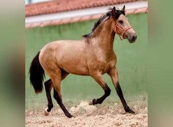 PRE Mestizo, Semental, 3 años, 159 cm, Buckskin/Bayo