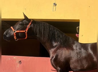 PRE, Semental, 3 años, 159 cm, Negro
